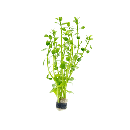 bacopa-monnieri