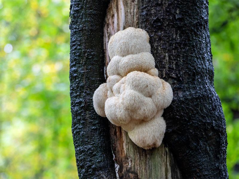 6 Benefits of Organic Lion’s Mane Mushroom