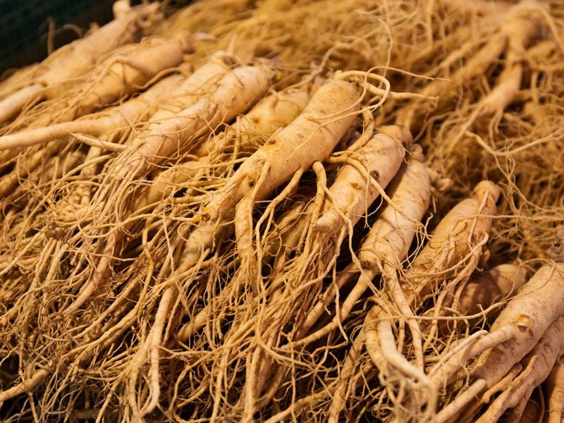 Panax Ginseng The All-Healing Elixir of Life