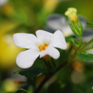 Bacopa