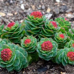 Rhodiola-Rosea