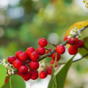 Yerba-Mate